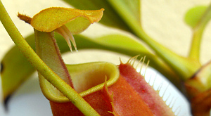 Nepenthes bicalcarata