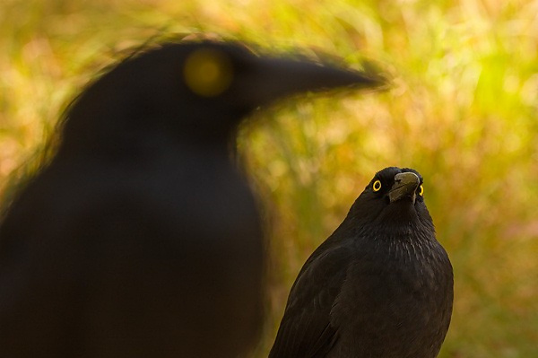 European Wildlife Photographer 2010