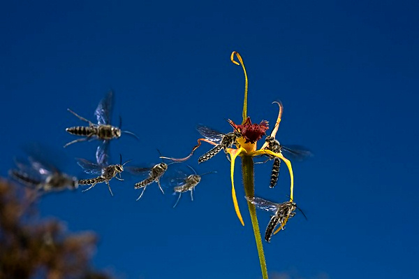 European Wildlife Photographer 2010