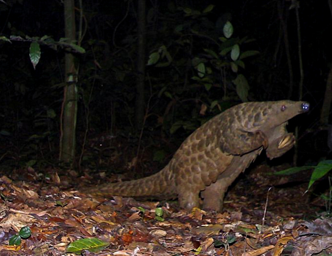 Camera-trap Photo of the Year 2012