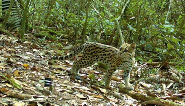 Camera-trap Photo of the Year 2012