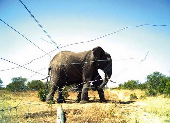 Camera-trap Photo of the Year 2012