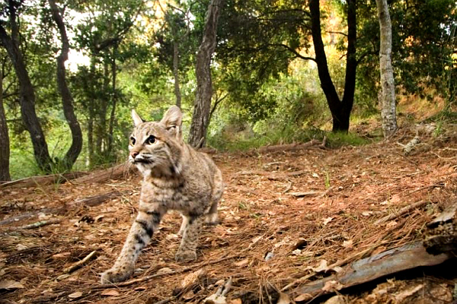 Camera-trap Photo of the Year 2012