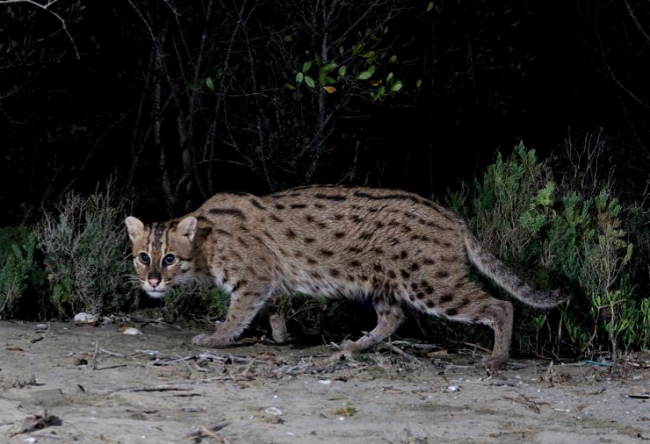 Camera-trap Photo of the Year 2012